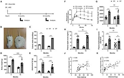 A Preclinical Rat Model of Heart Failure With Preserved Ejection Fraction With Multiple Comorbidities